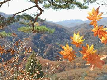 打胎药购买价格喝完打胎药两天没掉（打胎药吃完两天了还没见排出孕囊是怎么回事）